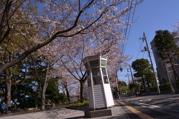 130321 sakura 3 DSC_0765.jpg